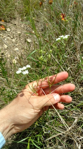 Atrema americanum, photograph 2