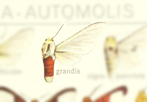 Eupseudosoma grandis thumbnail