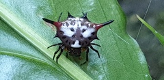 Gasteracantha sanguinea