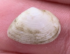 Cumingia sinuosa