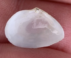 Cumingia sinuosa