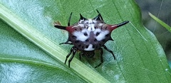Gasteracantha sanguinea