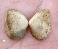 Cumingia sinuosa
