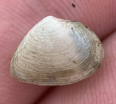Cumingia sinuosa