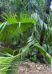 Calamus moti