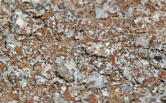 Oedipoda canariensis