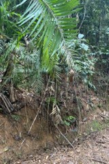 Calamus moti