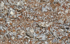 Oedipoda canariensis