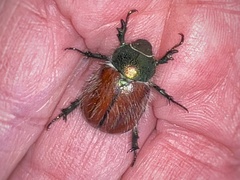 Paracotalpa
