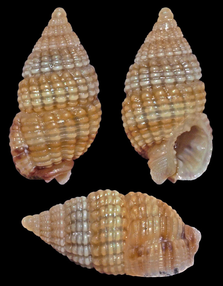 Reticunassa rotunda