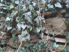 Hedera helix