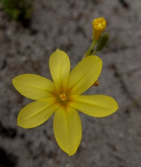 Moraea pyrophila