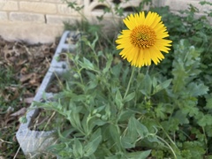 Amblyolepis setigera