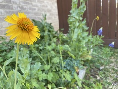 Amblyolepis setigera