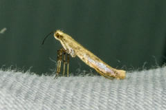 Caloptilia stigmatella