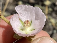 Sphaeralcea fulva