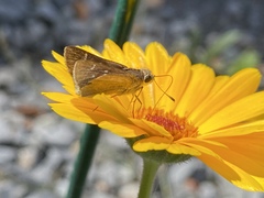 Lerodea eufala concepcionis