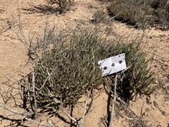 Dudleya attenuata attenuata