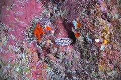 Phyllidia multifaria