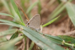 Catochrysops strabo strabo