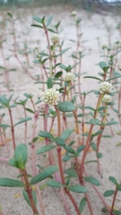 Blutaparon portulacoides