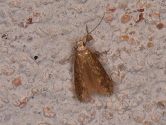 Phaeoses sabinella