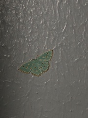 Comostolopsis stillata