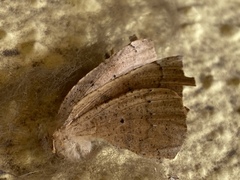 Digonis aspersa