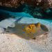 Bluespotted Fantail Ray - Photo (c) Luis Pérez Berrocal, some rights reserved (CC BY-NC), uploaded by Luis Pérez Berrocal