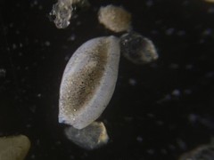 Quinqueloculina frigida
