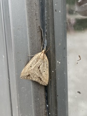 Psilaspilates signistriata