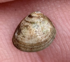 Nucula proxima