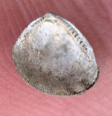 Nucula proxima