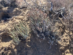 Dudleya attenuata attenuata