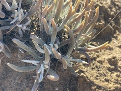Dudleya attenuata attenuata