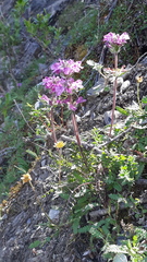 Pedicularis amoena