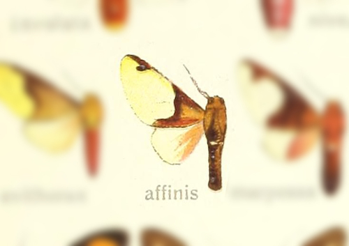 Pseudepimolis affinis