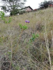 Rotheca