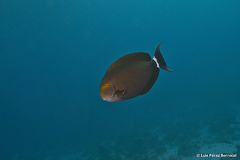 Acanthurus gahhm