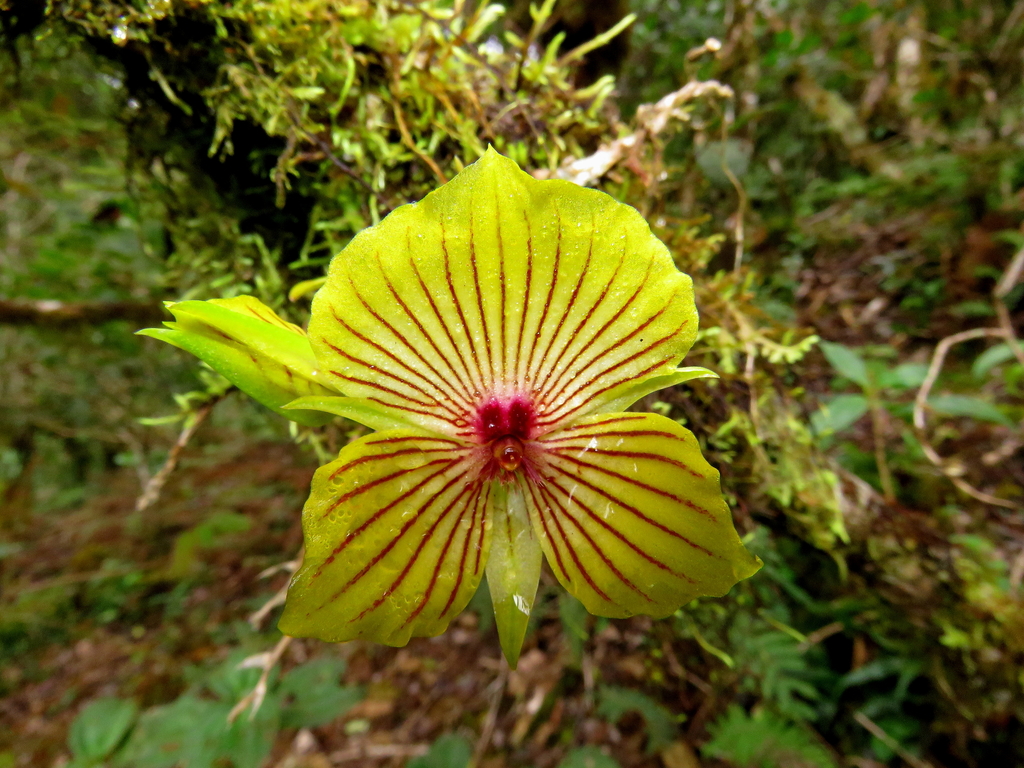 Telipogon mendiolae