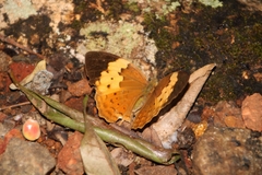 Cupha erymanthis maja