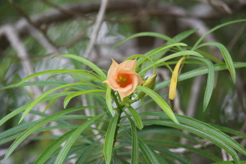 Yellow Oleander