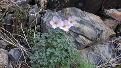 Paraquilegia microphylla