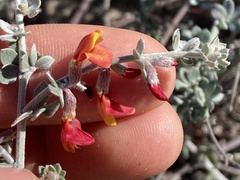 Acmispon distichus