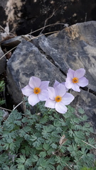 Paraquilegia microphylla