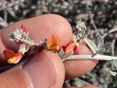 Acmispon distichus