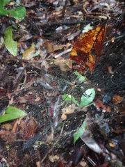 Aglaoctenus castaneus