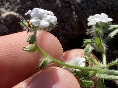 Cryptantha arenophila