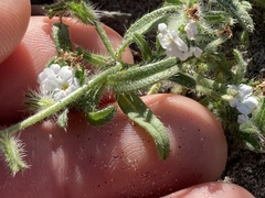 Cryptantha arenophila