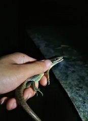 Sphenomorphus incognitus